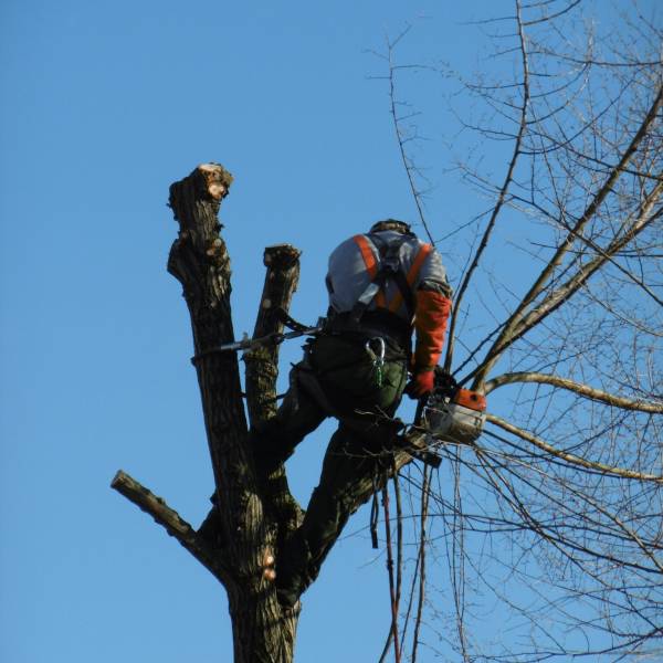 Entreprise spécialisée dans l'élagage et l'abattage d'arbres près de Sainte-Adresse 76